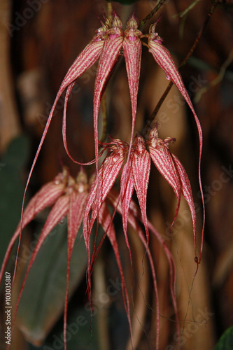 Orchidée rouge et blance à inflorescence retombante photo