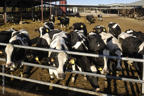 cows on a farm