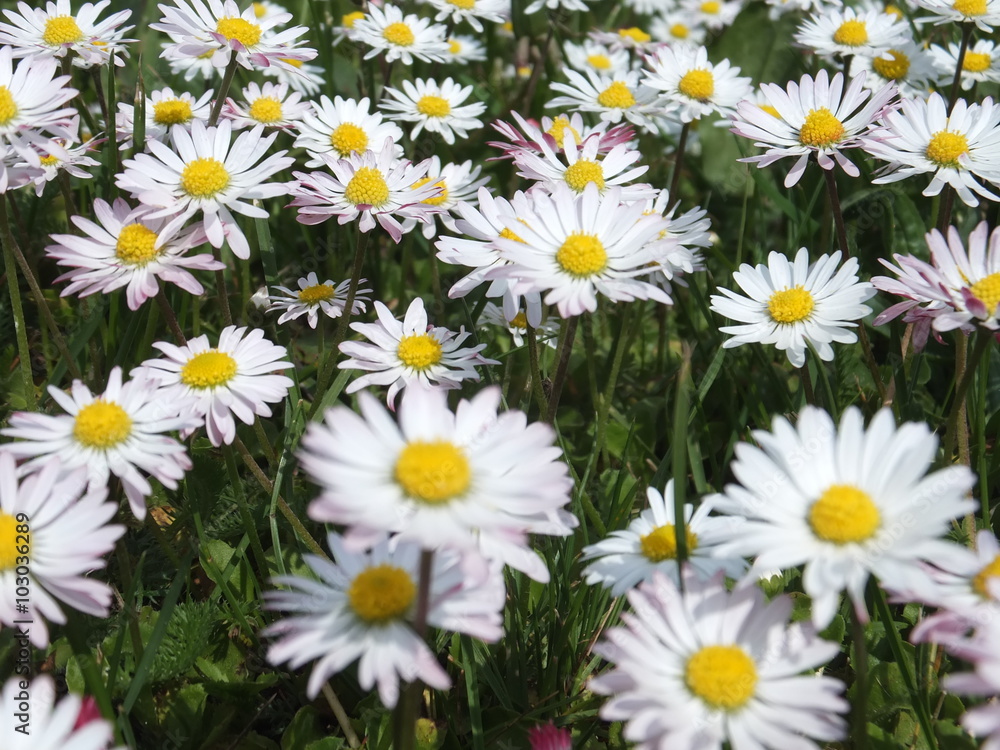 Gänseblümchen Gänseblümchen