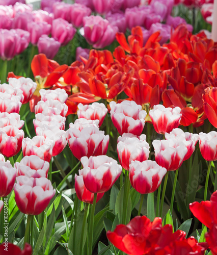 Beautiful spring flowers.  Colorful tulips