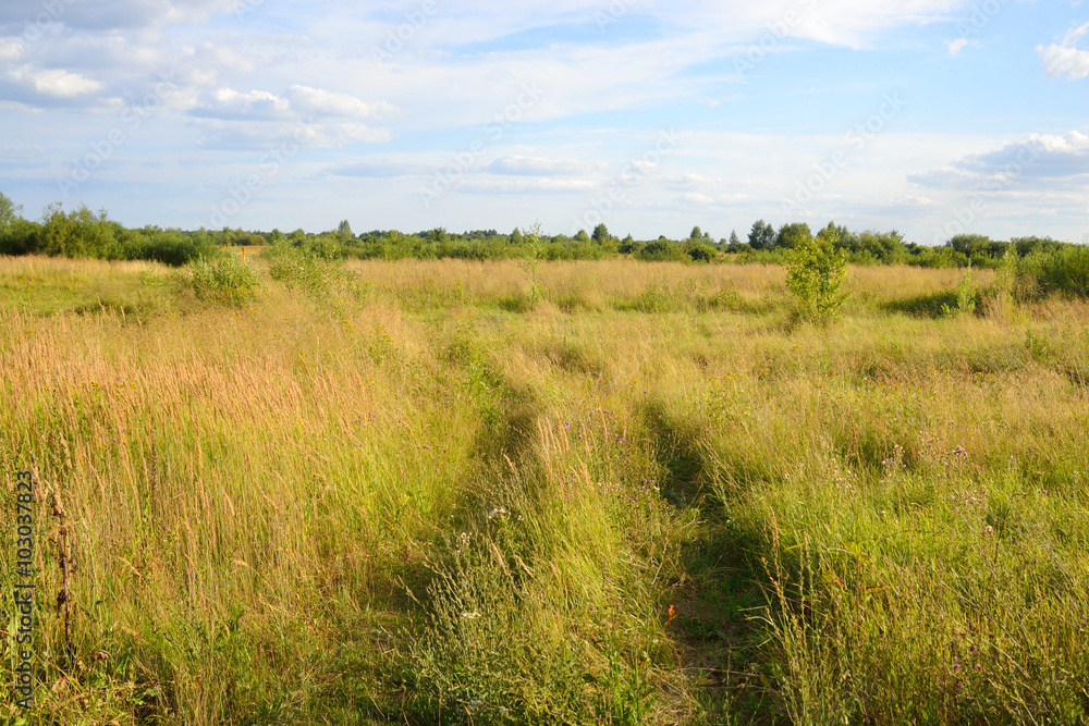 Summer field, Belarus.