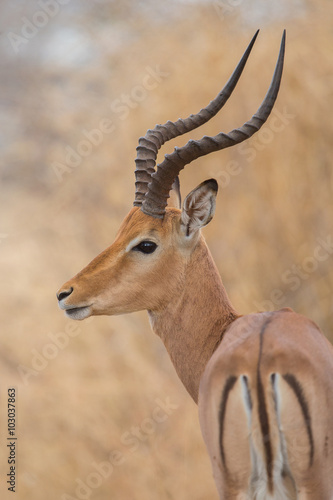 Impala, Kruger Park, South Africa
