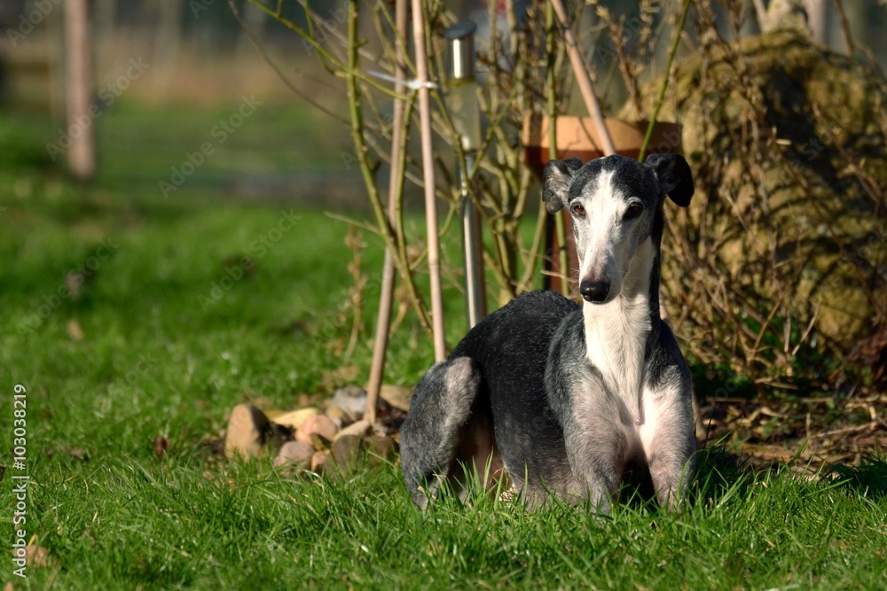 Fototapeta premium Galgo Espanol liegt im Gras