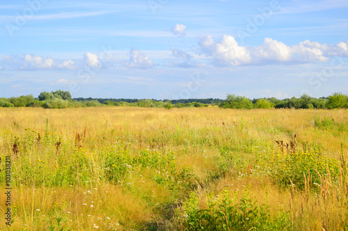 Summer field, Belarus.