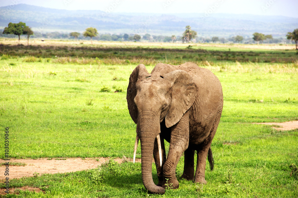 Obraz premium African elephant going through the Savannah in their natural habitat, green meadows Safari Park Mikumi, Tanzania, Africa