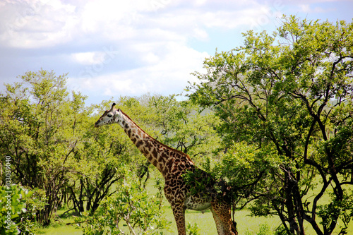 Giraffe in its natural habitat  African Savannah  Safari park Mikumi Tanzania
