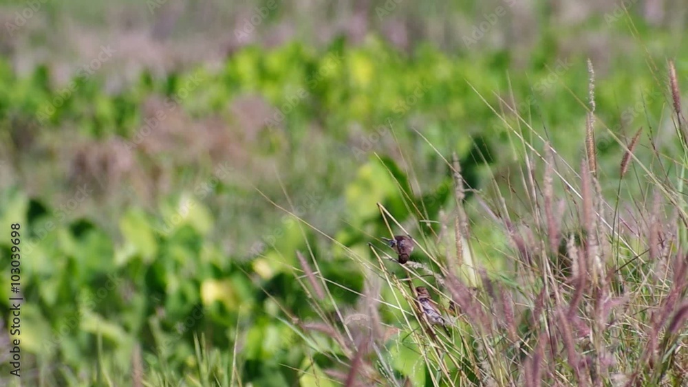 Scaly-breasted Munia birds are eating grass seeds in agriculture land and flying away Scaly-breasted Munia birds are eating grass seeds in agriculture land and flying away