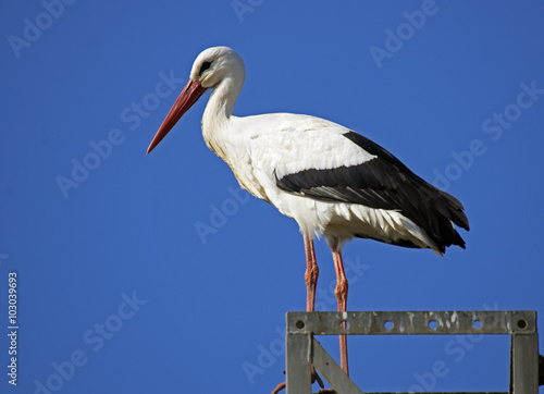  White Stork (Ciconia ciconia)