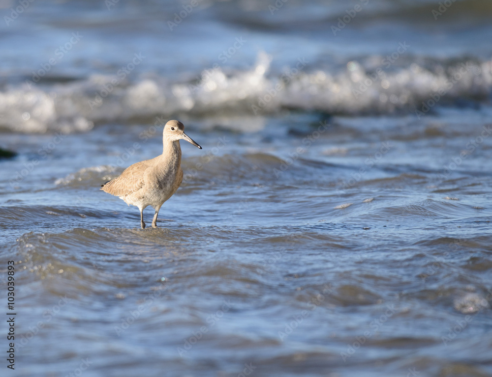 Willet Wading in Tide Willet Wading in Tide