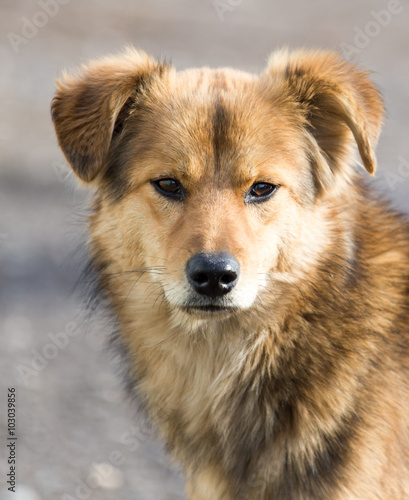 Portrait of a dog on the nature