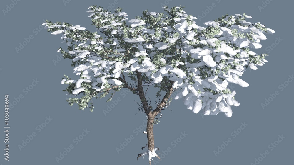 Italian Stone Pine Thin Tree in Winter Snow Coniferous Evergreen Tree is Swaying at The Wind Green Needle-Like Leaves Thick Red-Brown Bark Italian Stone Pine Thin Tree in Winter Snow Coniferous Evergreen Tree is Swaying at The Wind Green Needle-Like Leaves Thick Red-Brown Bark