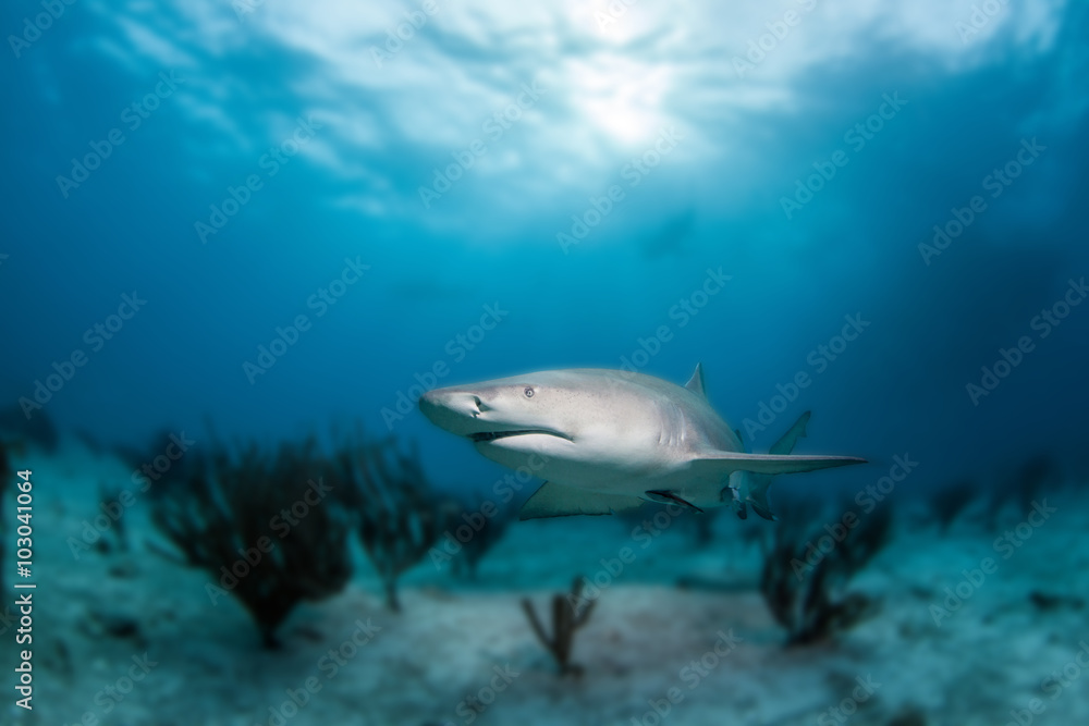 Naklejka premium Lemon shark