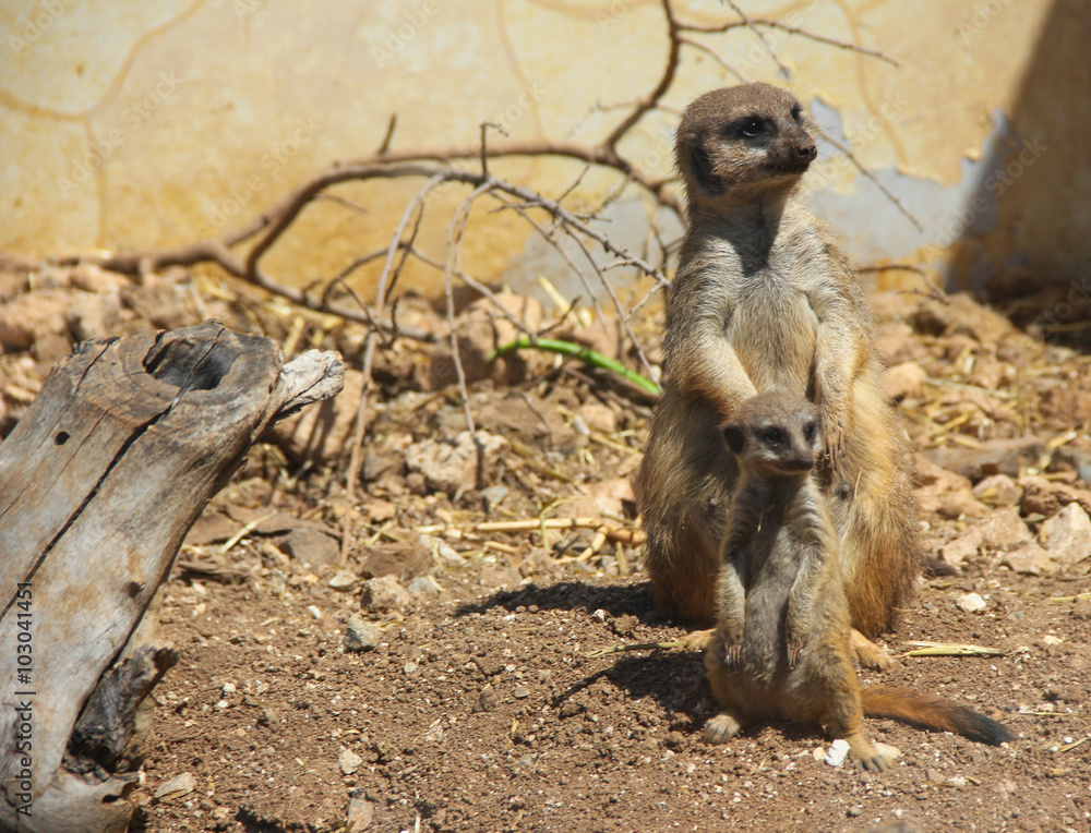 Fototapeta premium meerkats: mother and child