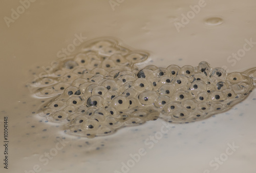 Quadro su tela Frog Spawn