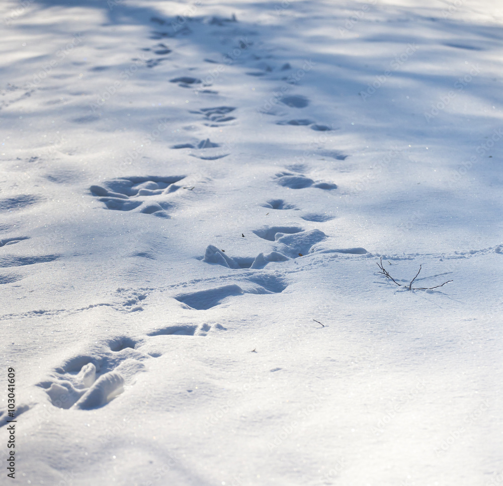 Traces of the animal in the forest. Traces of the animal in the forest.