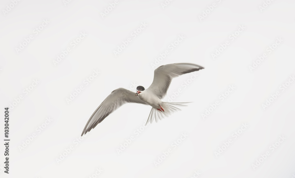 Common Tern (Sterna hirundo) Common Tern (Sterna hirundo)