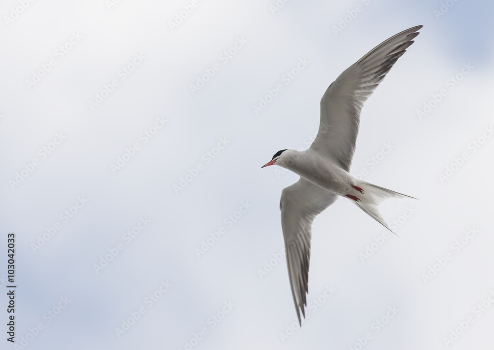 Common Tern (Sterna hirundo) Common Tern (Sterna hirundo)