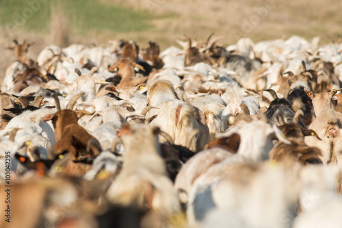 Flock of goats © georgigerdzhikov