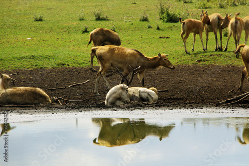 Deer at waterhole