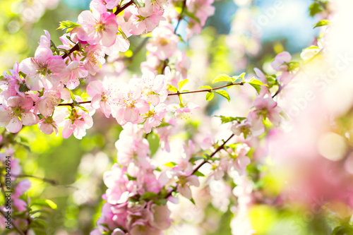 Cherry blossoms on a branch in the sunshine. Tonning photo © julialototskaya