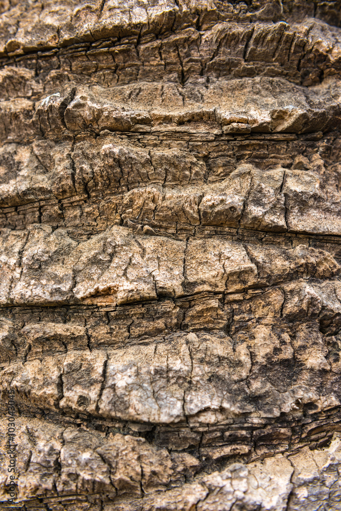 old dry palm tree rind texture old dry palm tree rind texture