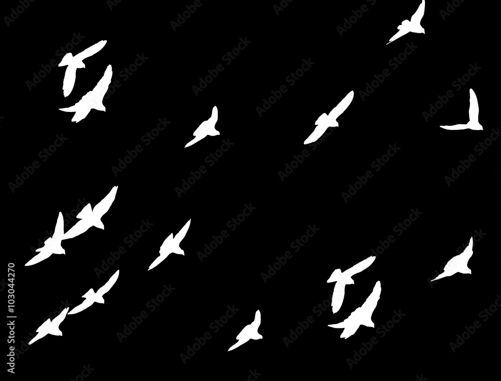 flock of pigeons on a black background flock of pigeons on a black background
