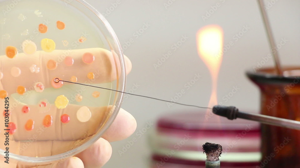 Bacteriologist incinerates instrument and takes a sample of bacterial cultures from petri plate. Nutrient agar used. Lockdown. Close up. Bacteriologist incinerates instrument and takes a sample of bacterial cultures from petri plate. Nutrient agar used. Lockdown. Close up.