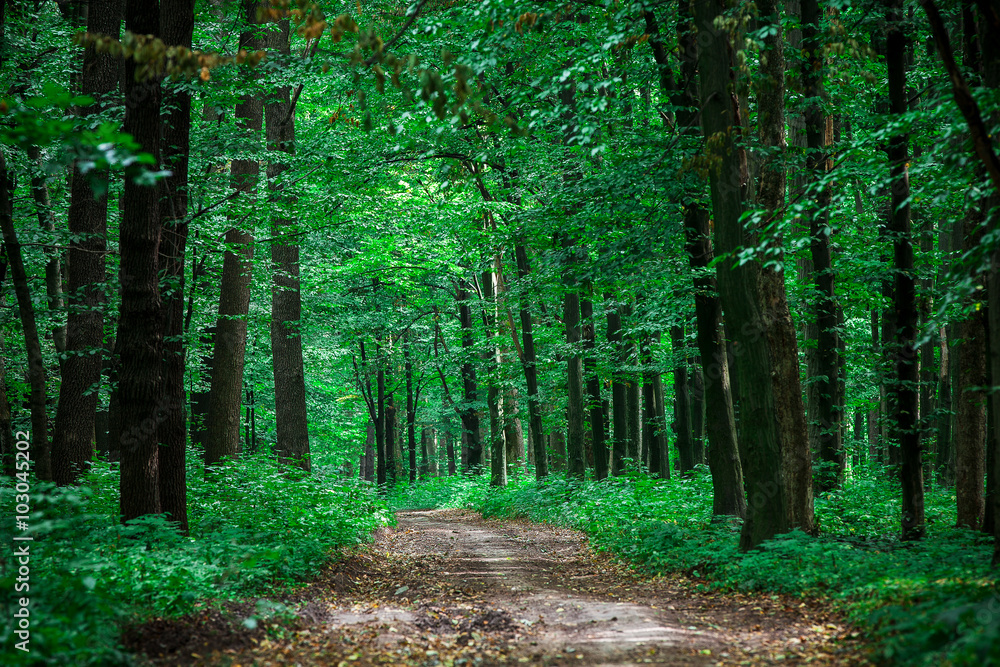 Fototapeta premium beautiful green forest