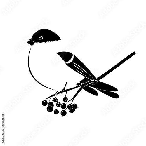 Canvas Print bullfinch on the branch of mountain ash