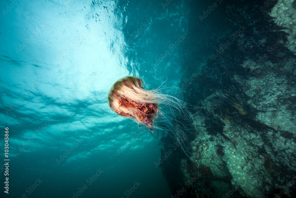 Obraz premium Jellyfish in British Columbia