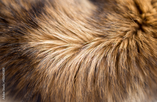 background of the dog fur