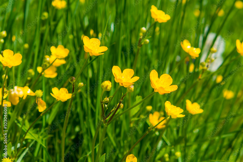 Obraz premium Buttercups