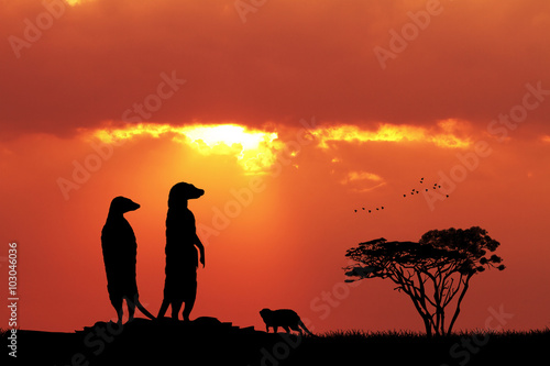 Fototapeta Meerkats at sunset