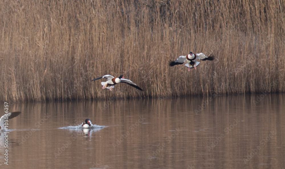 Common Shelduck (Tadorna tadorna) Common Shelduck (Tadorna tadorna)
