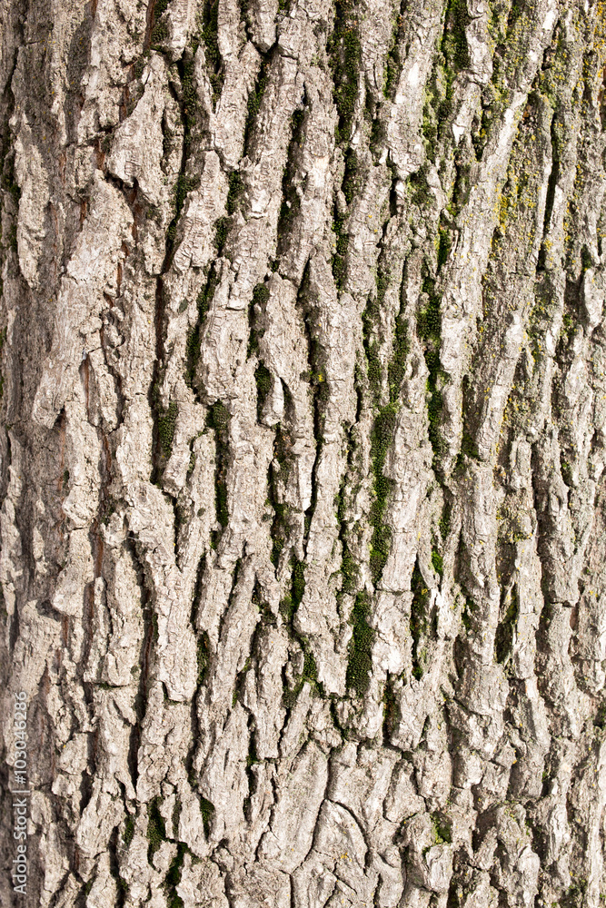 background of tree bark in nature background of tree bark in nature