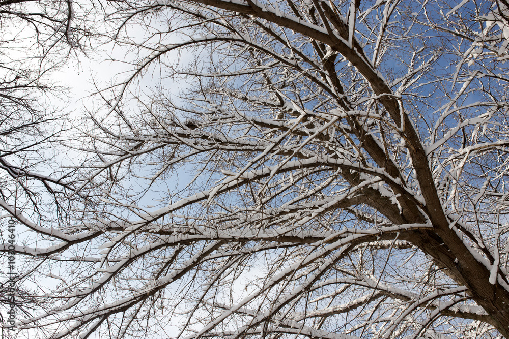Snow on the tree against the blue sky Snow on the tree against the blue sky