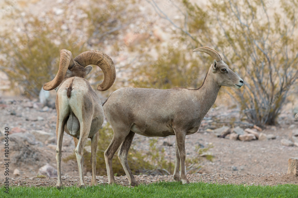 Desert Bighorn Sheep Ram and Ewe