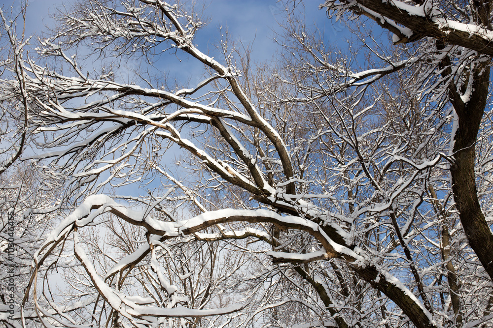 Snow on the tree against the blue sky Snow on the tree against the blue sky