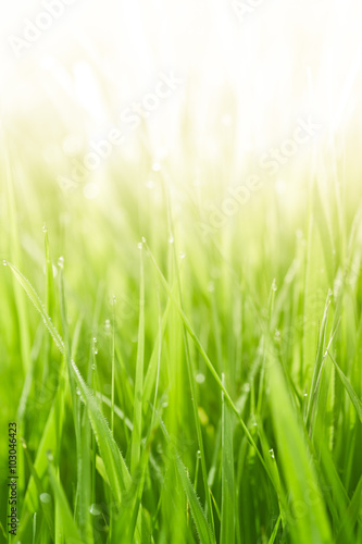 Fresh green grass
