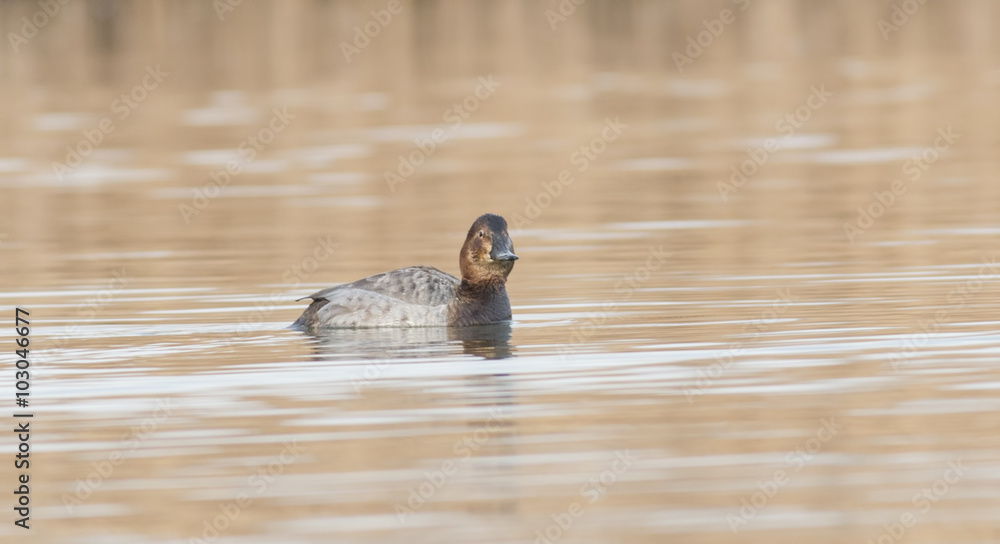 Fototapeta premium Common Pochard (Aythya ferina)