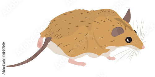 Cartoon spiny mouse