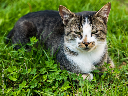 Wallpaper Mural Cat Torontodigital.ca