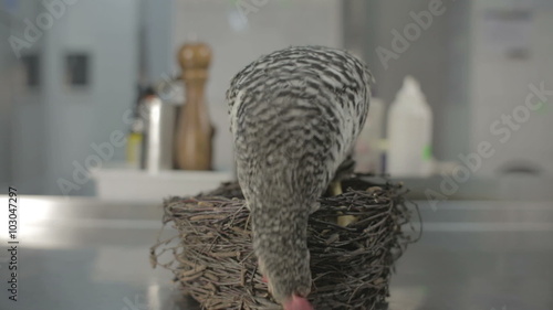 Grey chicken in the nest in the kitchen photo