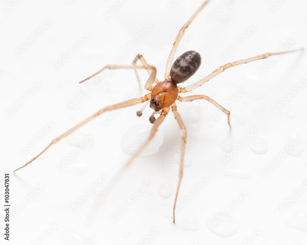 Spider on a white background with water drops Spider on a white background with water drops