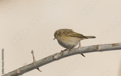 Common Chiffchaff (Phylloscopus collybita)