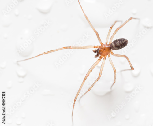 Spider on a white background with water drops