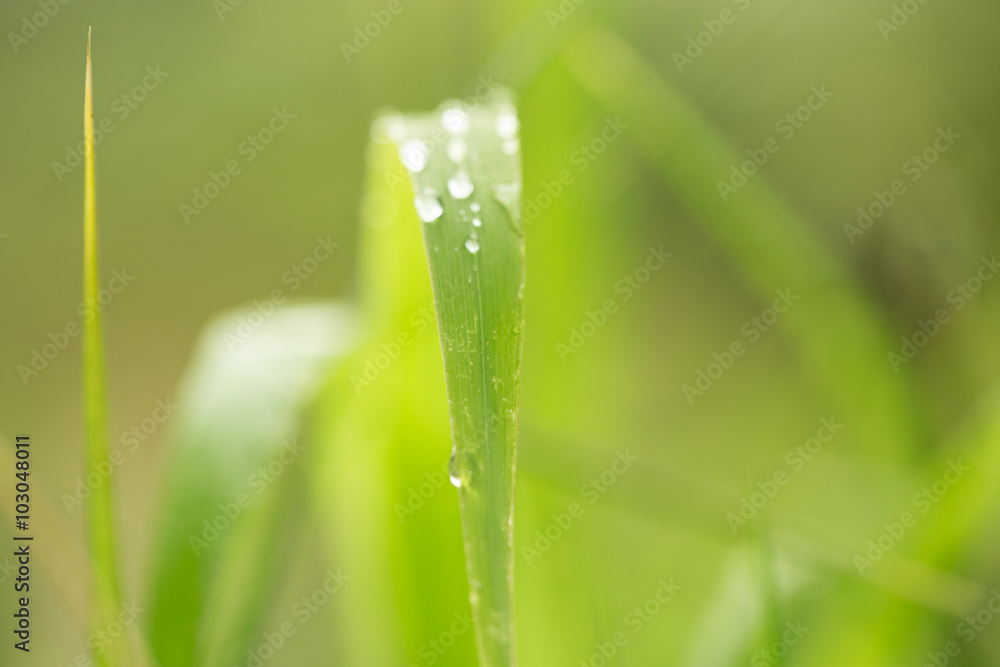 water drops on grass in nature. macro water drops on grass in nature. macro