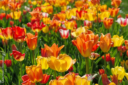 Tulpenbeet in gelb und rot - bed of tulips in red and yellow