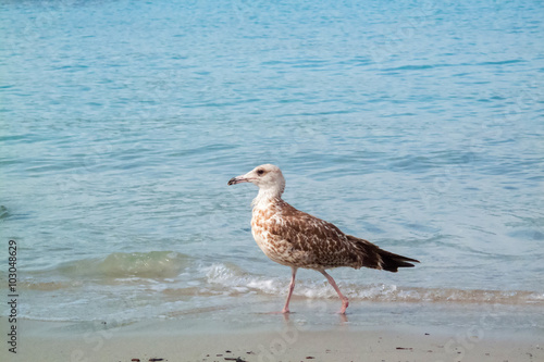 Seagull standing on sea beach © elitravo