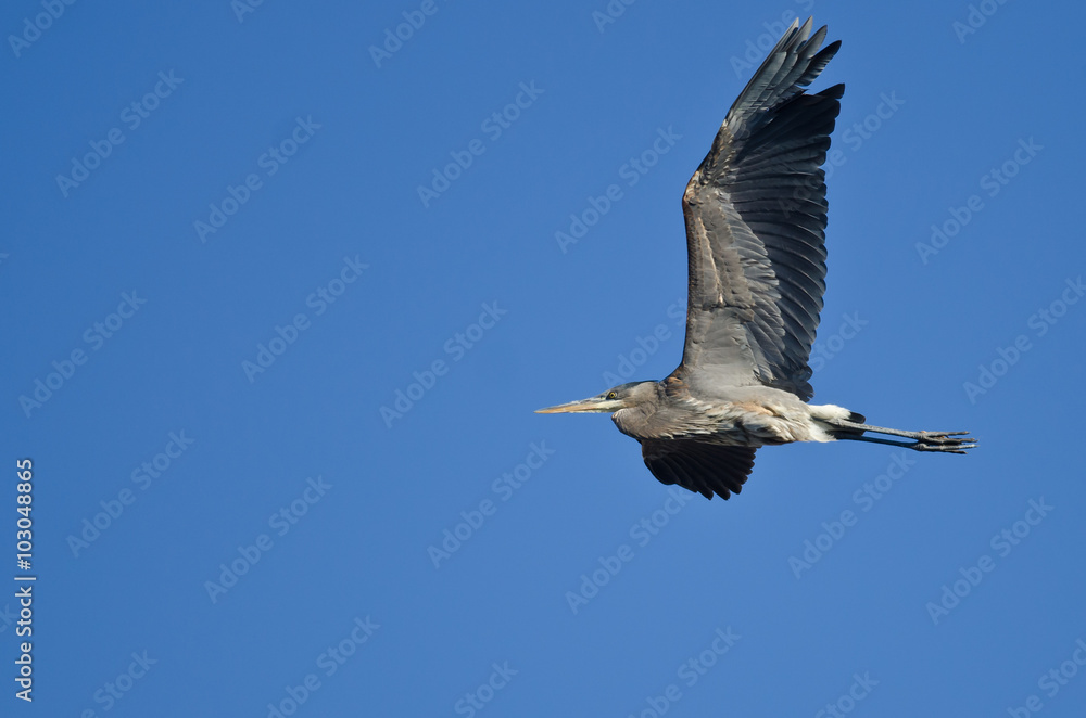 Obraz premium Great Blue Heron Flying in a Clear Sky